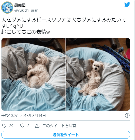 ビーズクッションに寝転ぶ犬