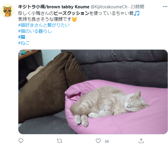 ビーズクッションに寝転ぶ猫